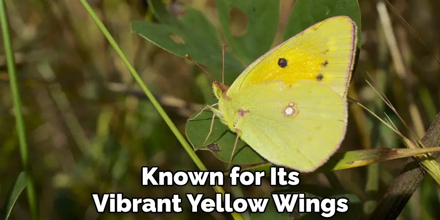 Known for Its Vibrant Yellow Wings