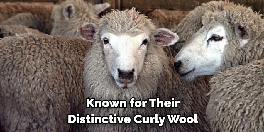 Known for Their 
Distinctive Curly Wool