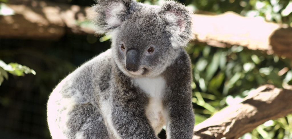 Koala Spiritual Meaning