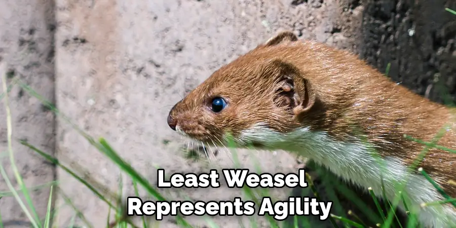  Least Weasel Represents Agility