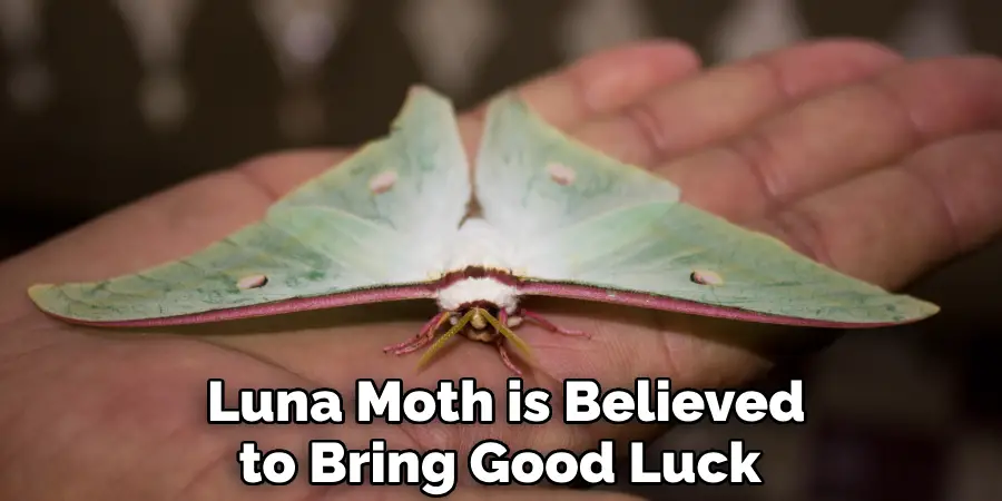 Luna Moth is Believed to Bring Good Luck