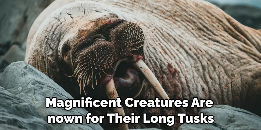 Magnificent Creatures Are Known for Their Long Tusks