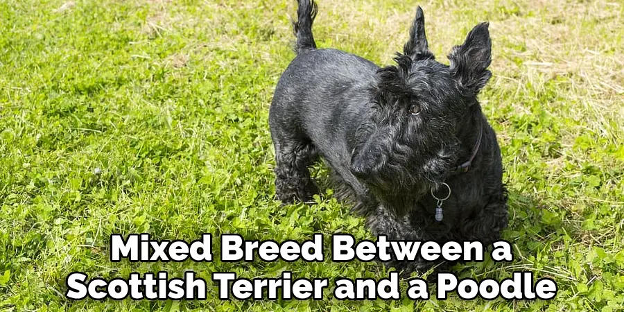 Mixed Breed Between a Scottish Terrier and a Poodle