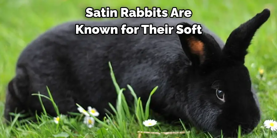 Satin Rabbits Are 
Known for Their Soft