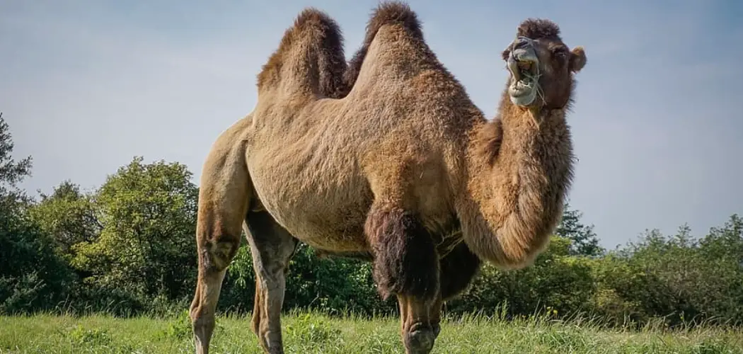 Bactrian Camel Spiritual Meaning, Symbolism and Totem
