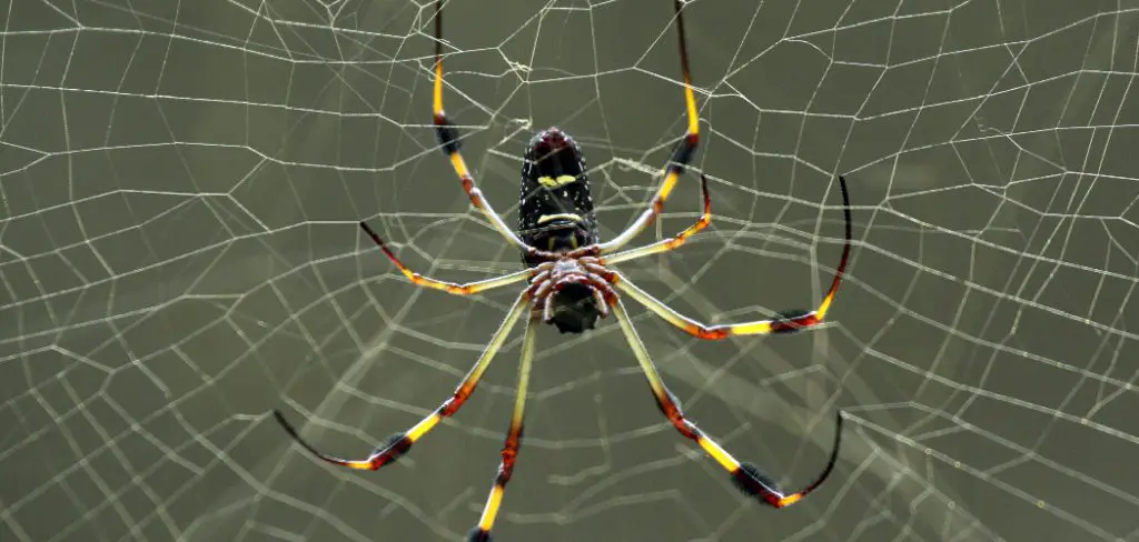 Orb Weaver Spider Spiritual Meaning, Symbolism and Totem