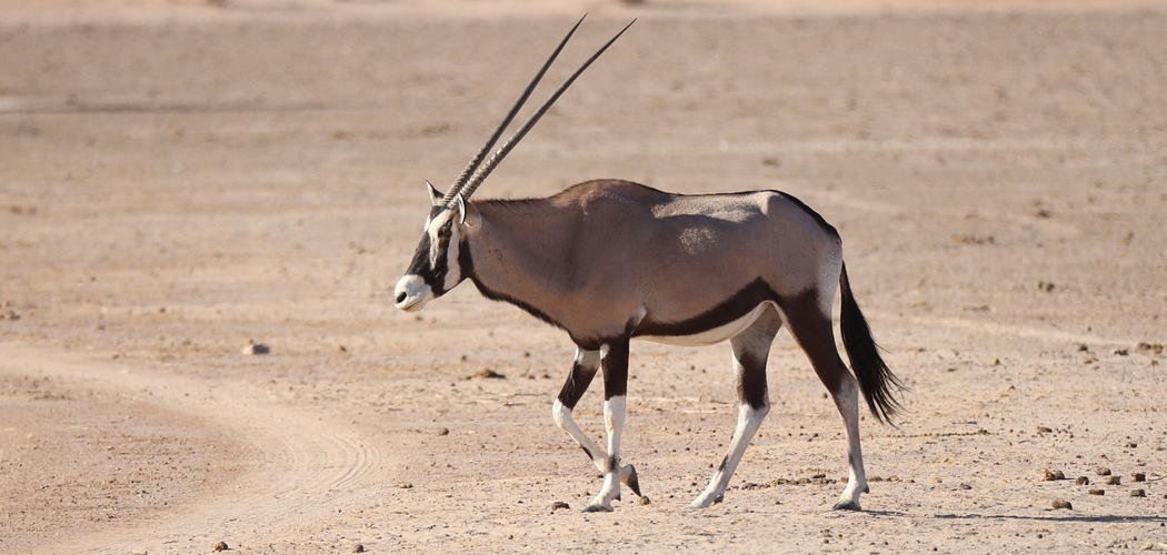 Oryx Spiritual Meaning, Symbolism and Totem