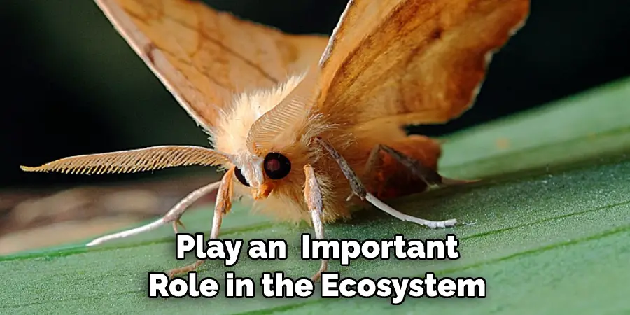 Play an  Important
Role in the Ecosystem
