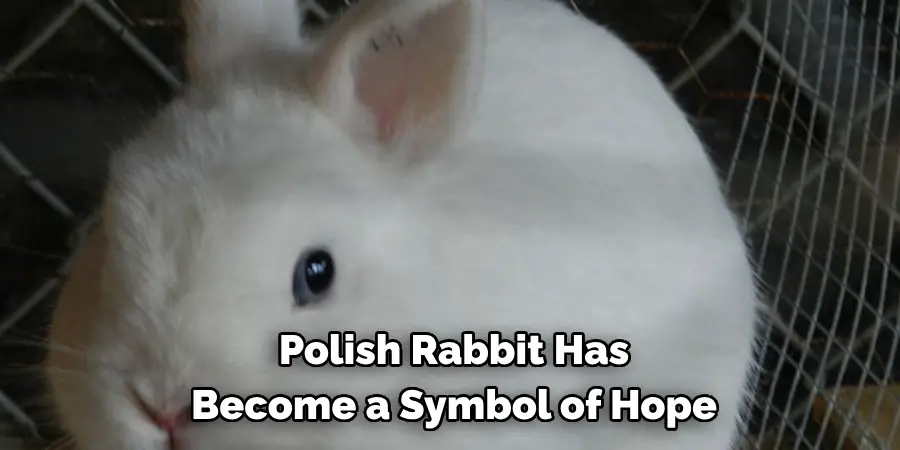 Polish Rabbit Has Become a Symbol of Hope