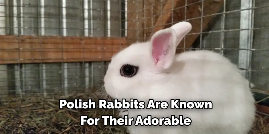 Polish Rabbits Are Known 
For Their Adorable 