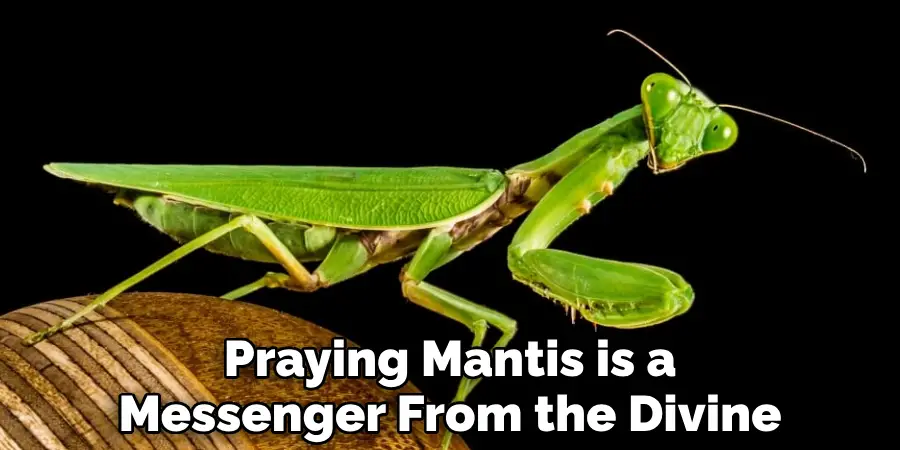 Praying Mantis is a Messenger From the Divine