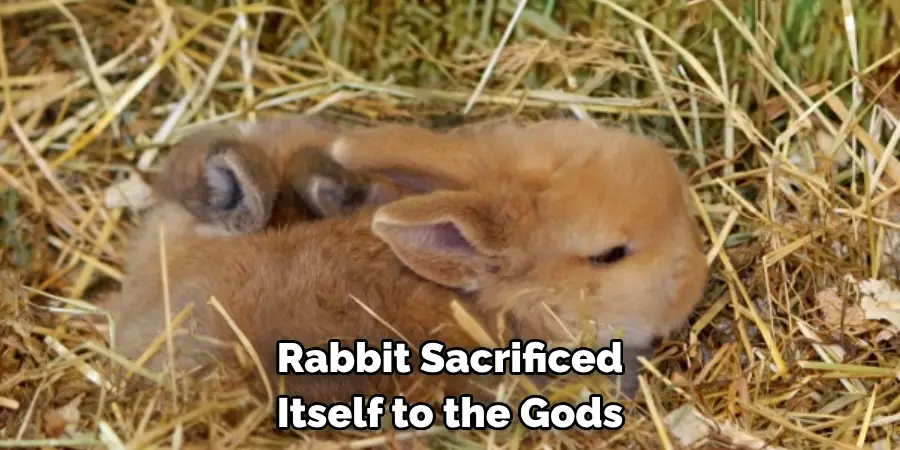Rabbit Sacrificed
Itself to the Gods