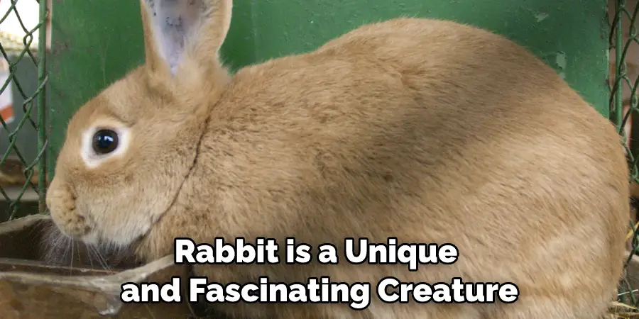 Rabbit is a Unique 
and Fascinating Creature