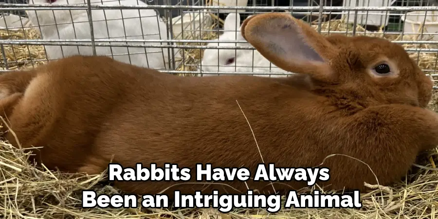 Rabbits Have Always Been an Intriguing Animal