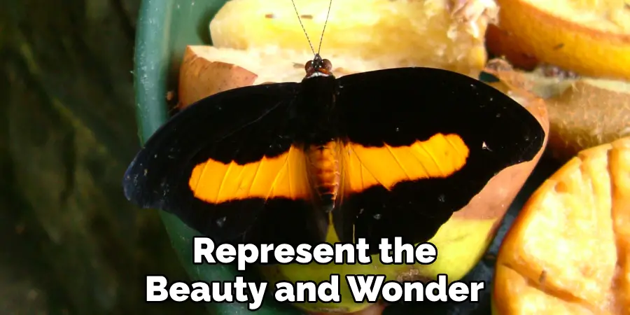 Represent the Beauty and Wonder