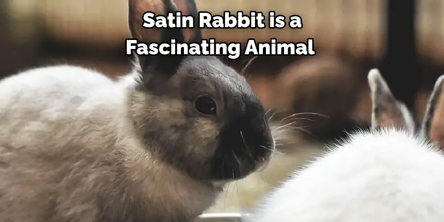 Satin Rabbit is a 
Fascinating Animal 