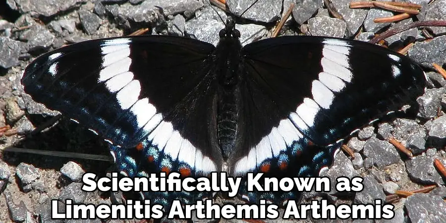Scientifically Known as Limenitis Arthemis Arthemis