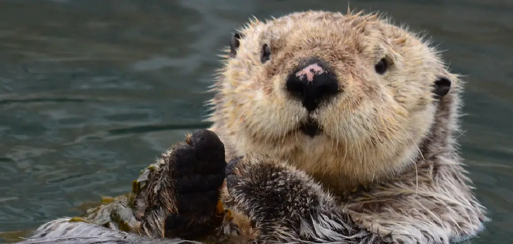 Sea Otter Spiritual Meaning