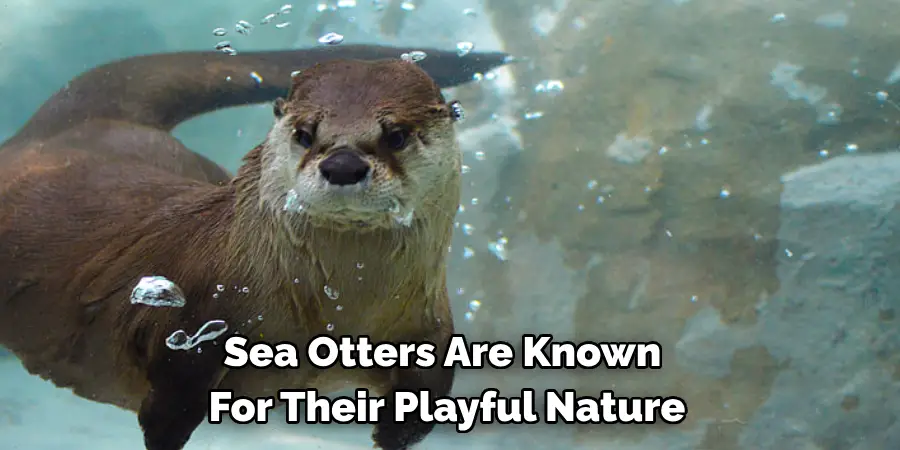 Sea Otters Are Known 
For Their Playful Nature