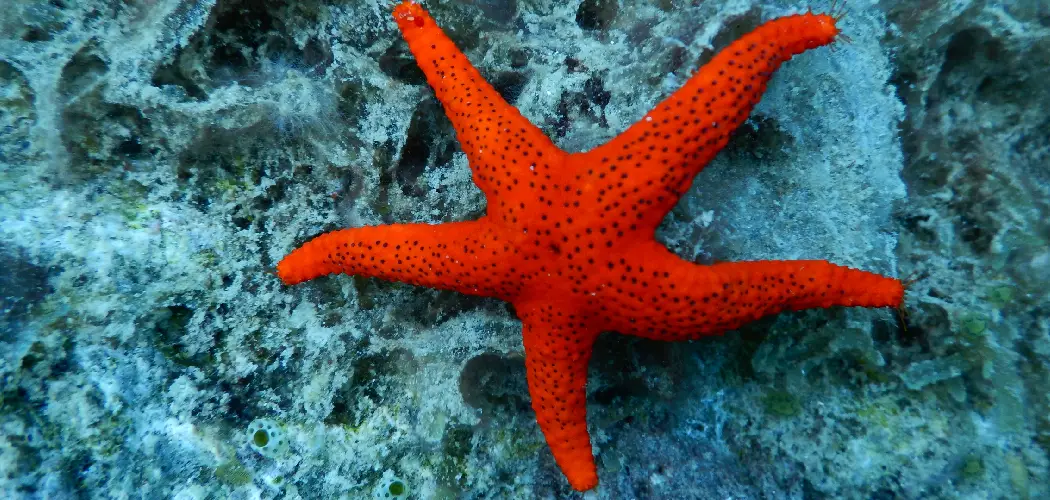 Sea Star Spiritual Meaning, Symbolism and Totem