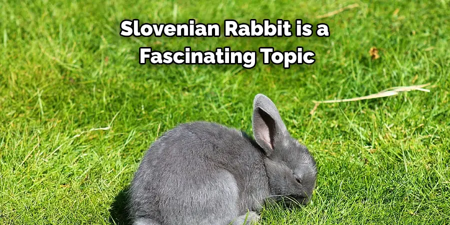 
Slovenian Rabbit is a 
Fascinating Topic