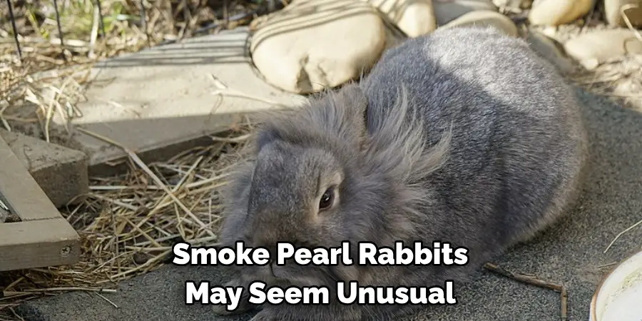 Smoke Pearl Rabbits May Seem Unusual