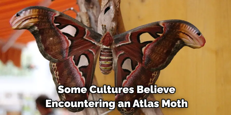 Some Cultures Believe 
Encountering an Atlas Moth