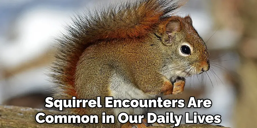 Squirrel Encounters Are Common in Our Daily Lives