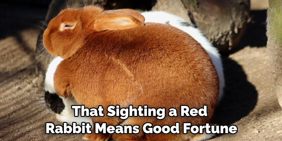 That Sighting a Red Rabbit Means Good Fortune