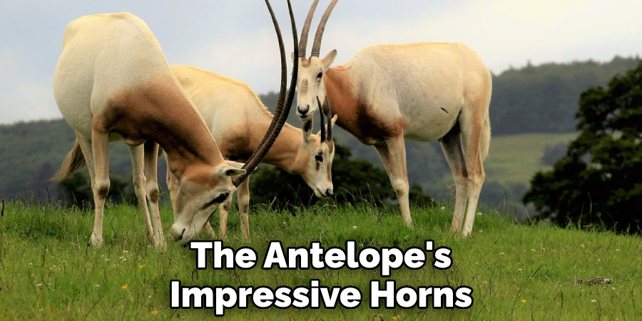 The Antelope's Impressive Horns