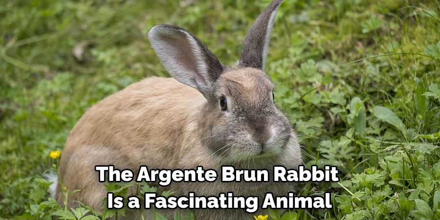 The Argente Brun Rabbit 
Is a Fascinating Animal