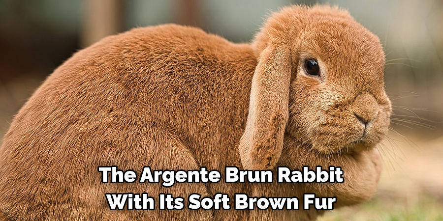 The Argente Brun Rabbit
With Its Soft Brown Fur