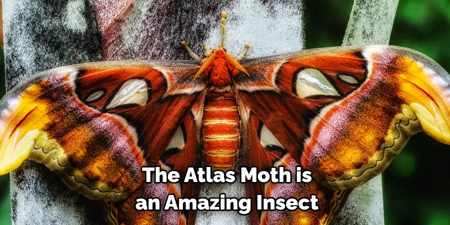 The Atlas Moth is 
an Amazing Insect