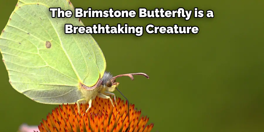 The Brimstone Butterfly is a 
Breathtaking Creature