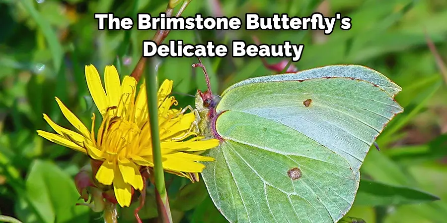 The Brimstone Butterfly's 
Delicate Beauty