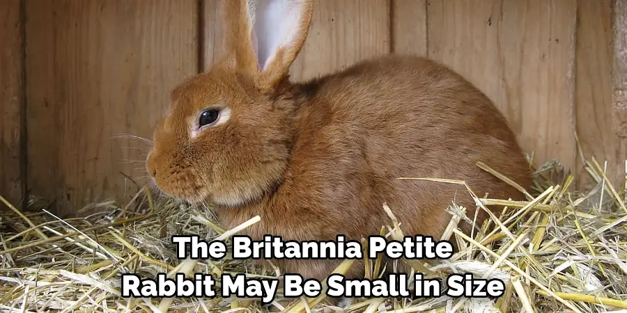 The Britannia Petite 
Rabbit May Be Small in Size