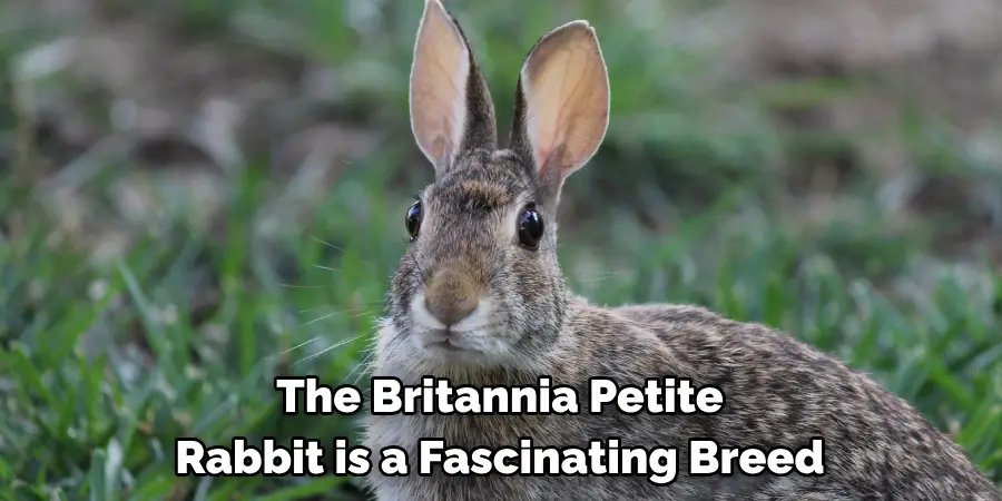 The Britannia Petite Rabbit is a Fascinating Breed