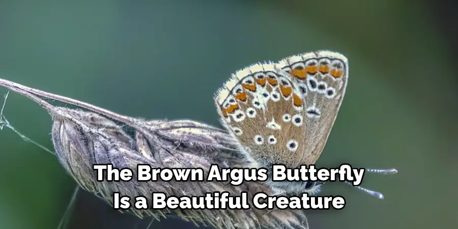 The Brown Argus Butterfly 
Is a Beautiful Creature