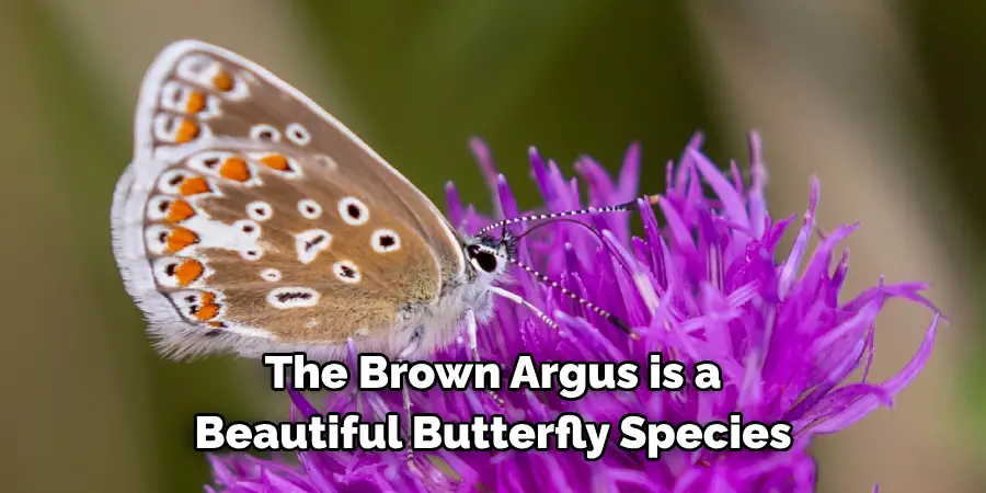 The Brown Argus is a 
Beautiful Butterfly Species