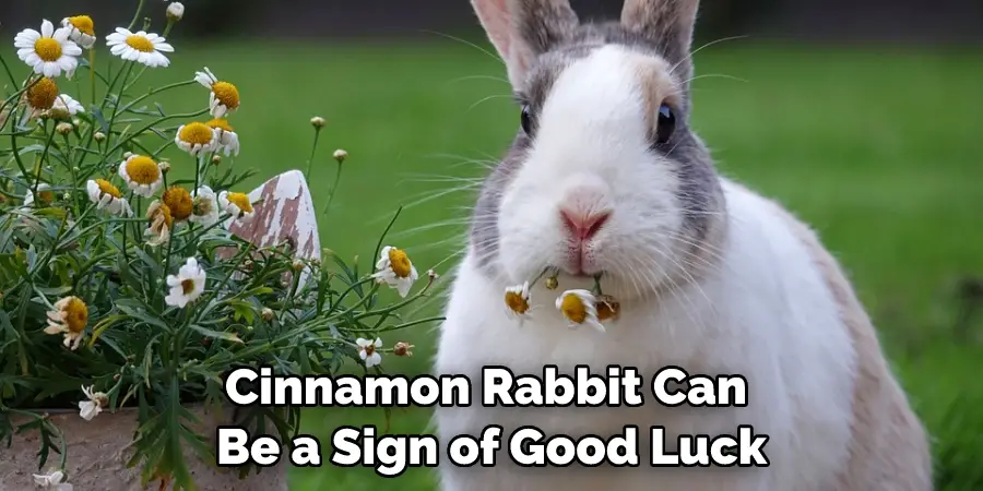 Cinnamon Rabbit Can Be a Sign of Good Luck