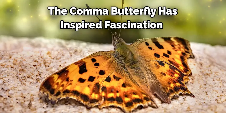 The Comma Butterfly Has 
Inspired Fascination 