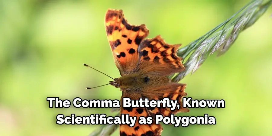 The Comma Butterfly, Known 
Scientifically as Polygonia 