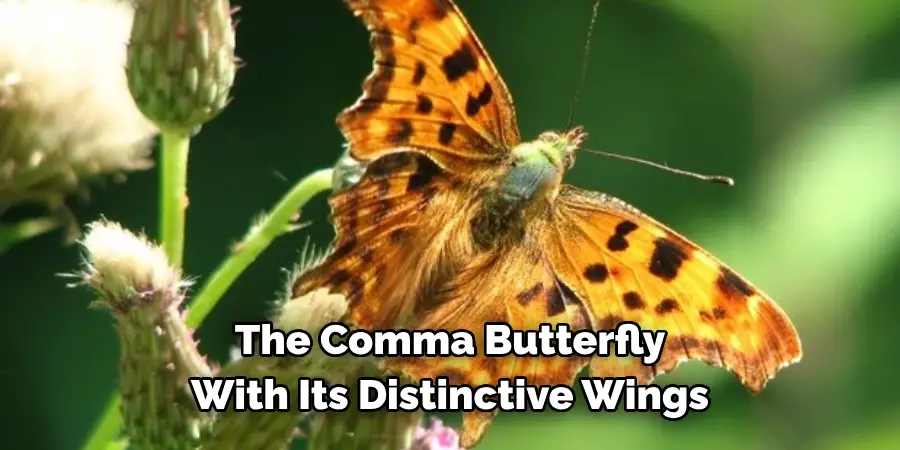 The Comma Butterfly 
With Its Distinctive Wings 