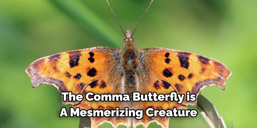 The Comma Butterfly is A Mesmerizing Creature