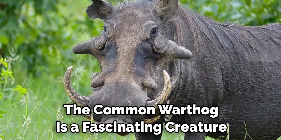 The Common Warthog 
Is a Fascinating Creature