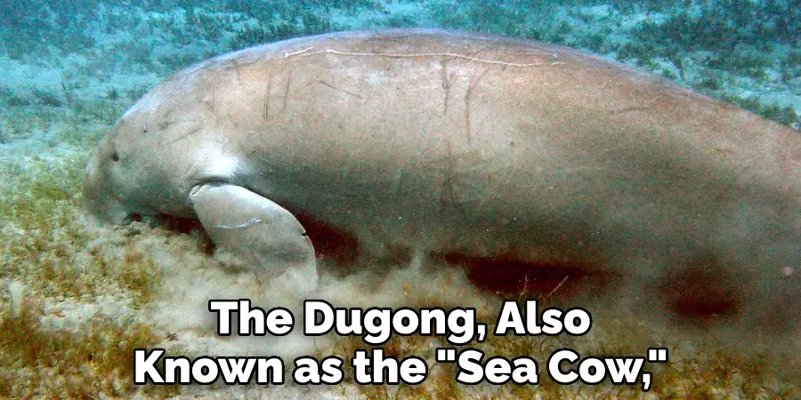 The Dugong, Also Known as the "Sea Cow,"
