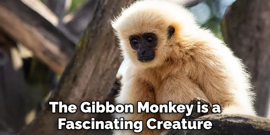 The Gibbon Monkey is a Fascinating Creature