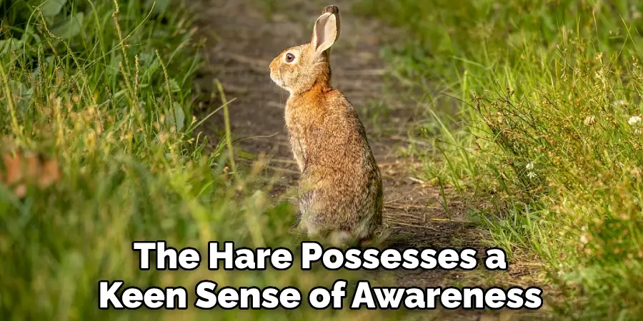 The Hare Possesses a Keen Sense of Awareness