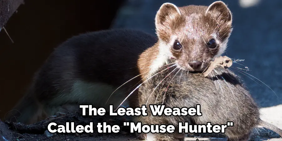 The Least Weasel 
Called the "Mouse Hunter" 