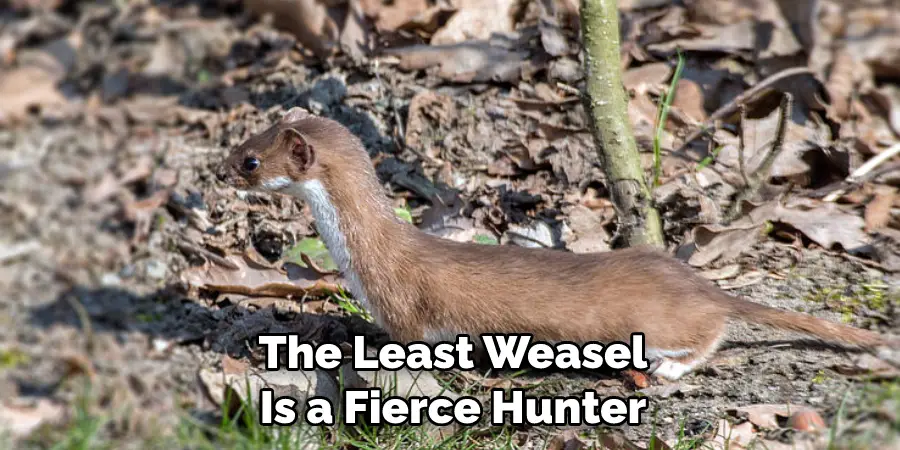 The Least Weasel 
Is a Fierce Hunter 